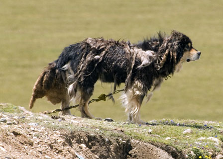 Tibetan Mastiff Tibet Spring Brook Ranch